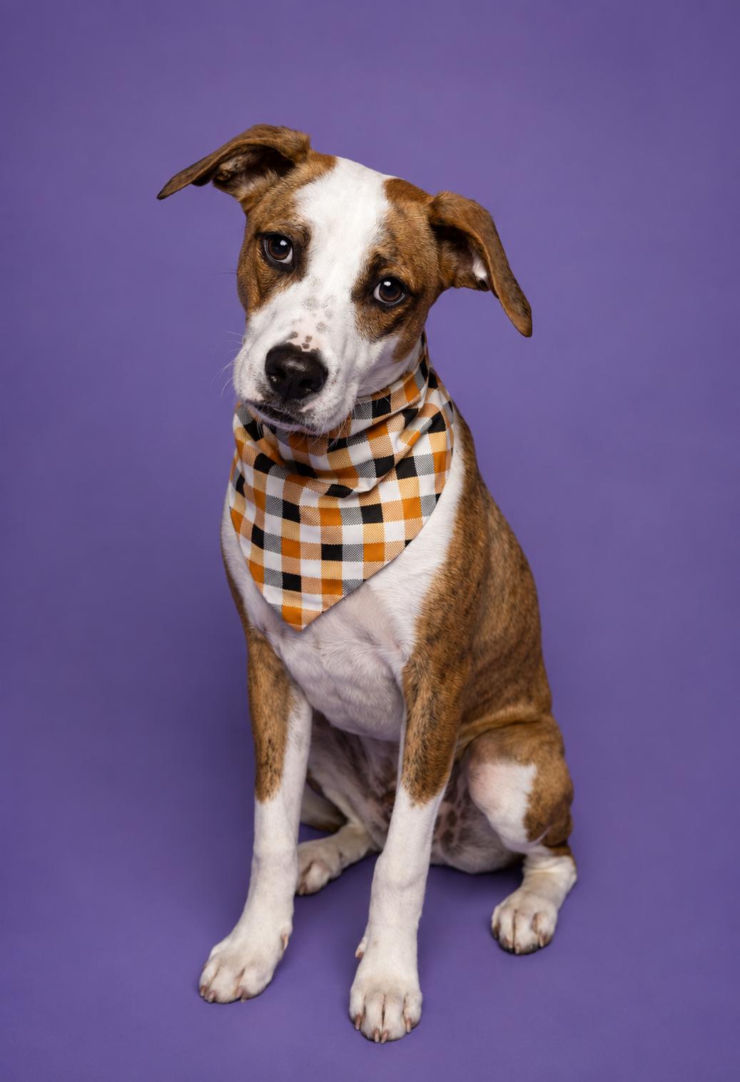 Ben, a Adoptable mixed breed in Lodi, CA image 4/5