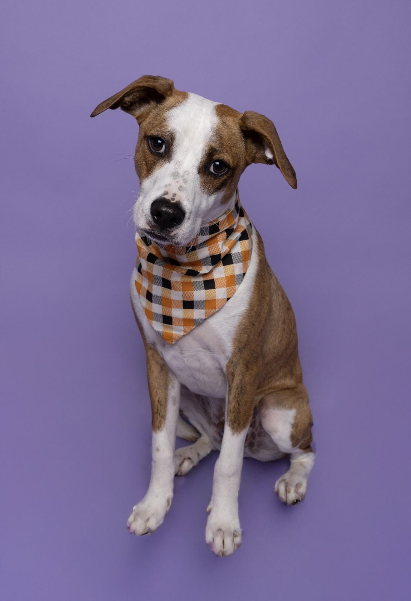 Enlarge Ben, a Adoptable mixed breed in Lodi, CA image 1/4
