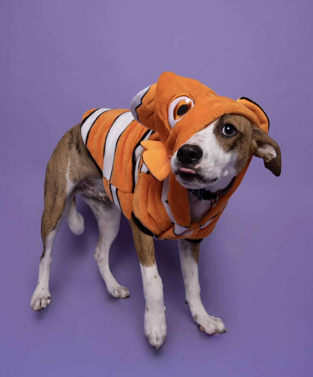 Enlarge Ben, a Adoptable mixed breed in Lodi, CA image 3/4