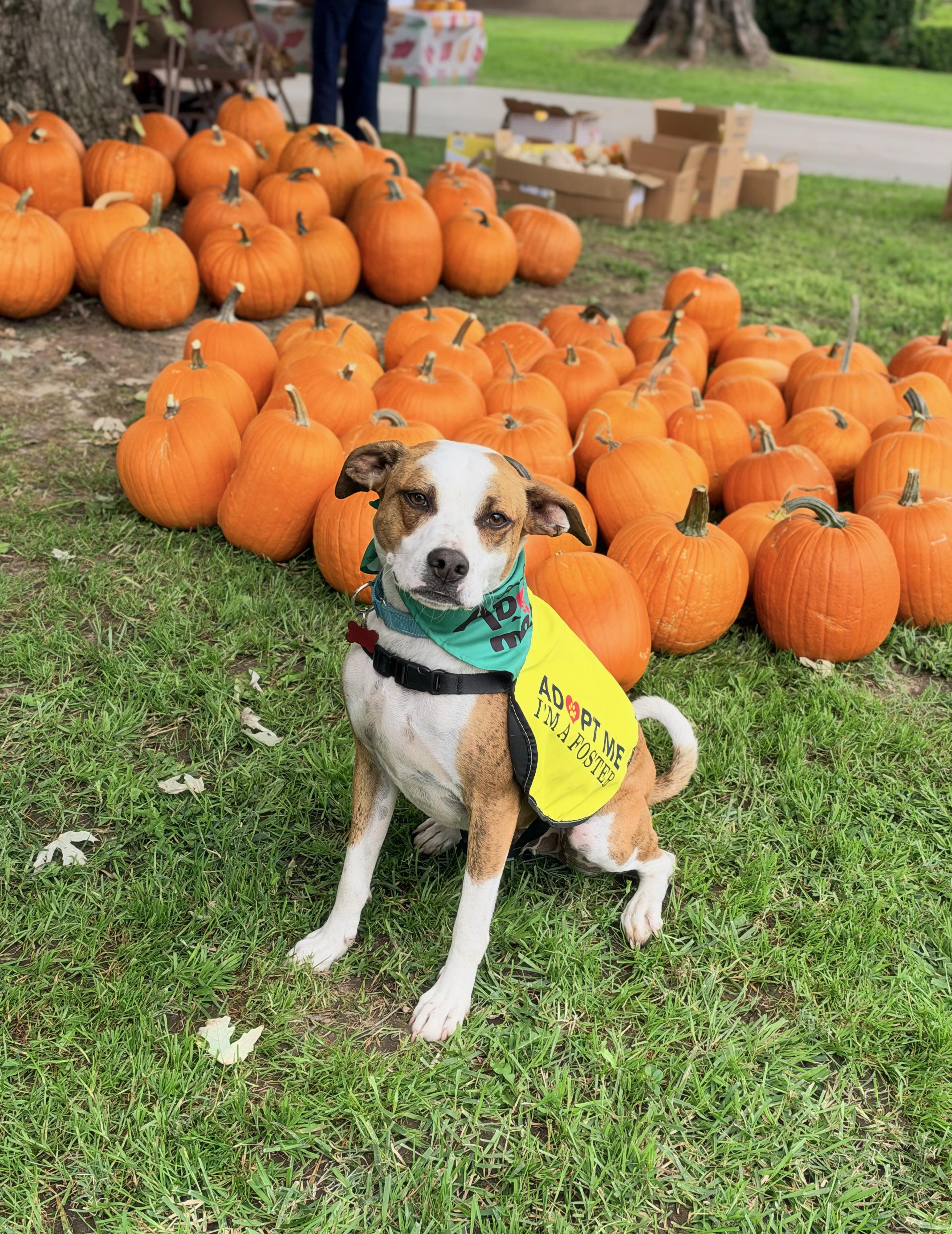 Enlarge Ben, a Adoptable mixed breed in Lodi, CA image 1/6