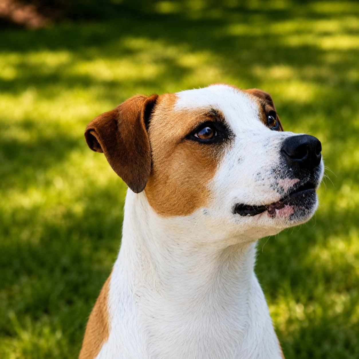 Ben, a Adoptable mixed breed in Lodi, CA image 2/5