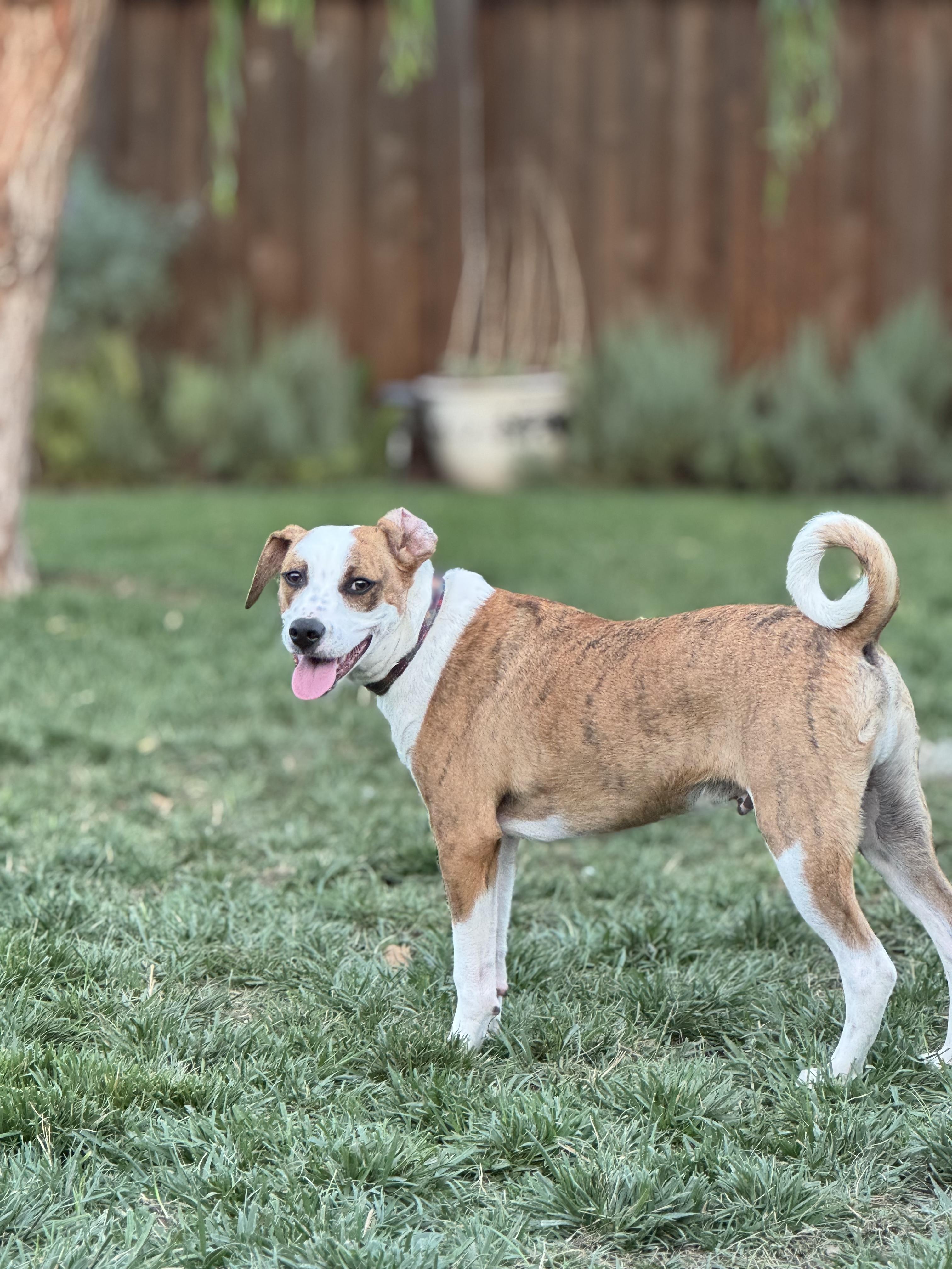 Ben, Adoptable, Puppy Male Pit Bull Terrier.