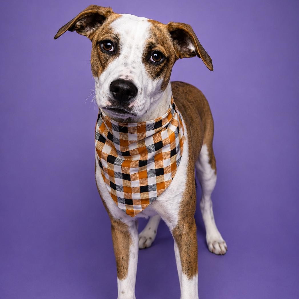 Ben, a Adoptable mixed breed in Lodi, CA image 5/5