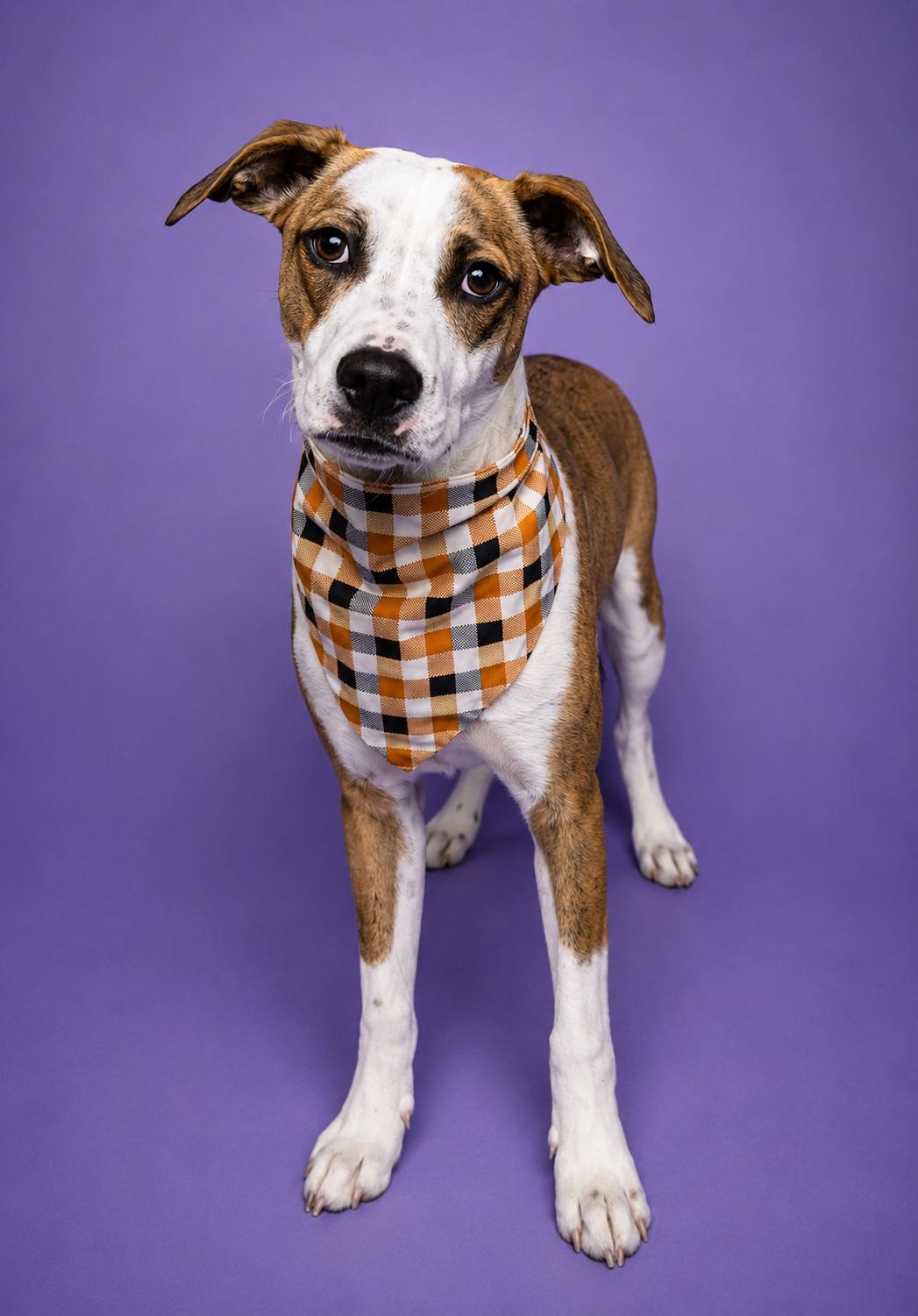Ben, a Adoptable mixed breed in Lodi, CA image 5/5