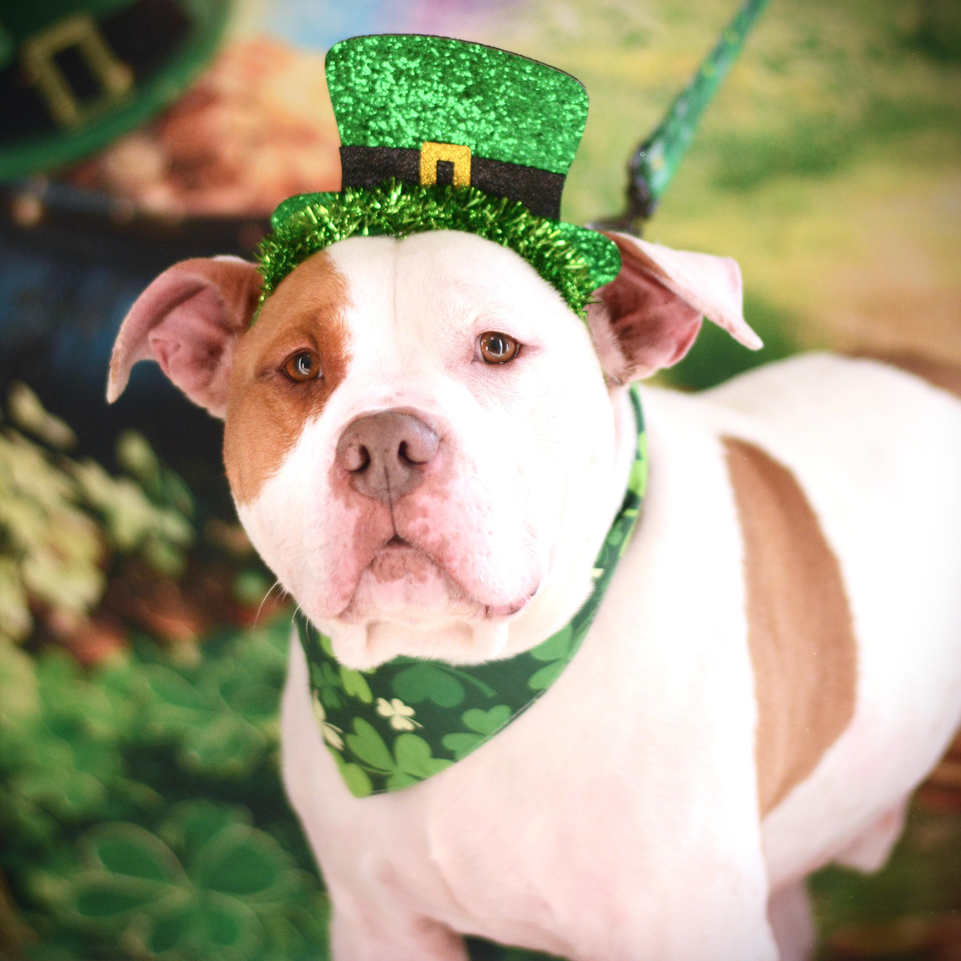 Enlarge Snowy, an adoptable mixed breed in Amsterdam, NY image 2/4