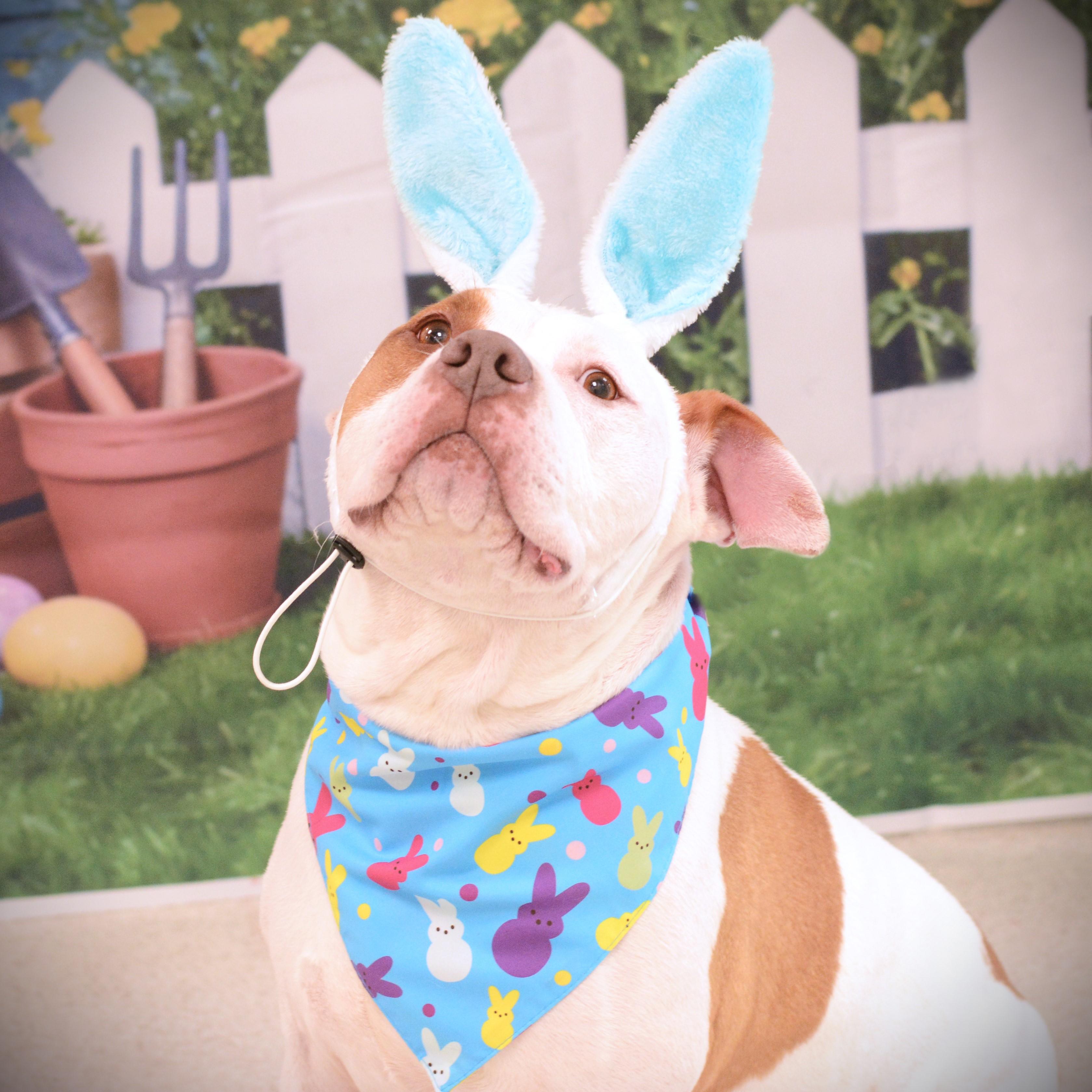Snowy, adoptable, Adult Male Terrier & American Bulldog.
