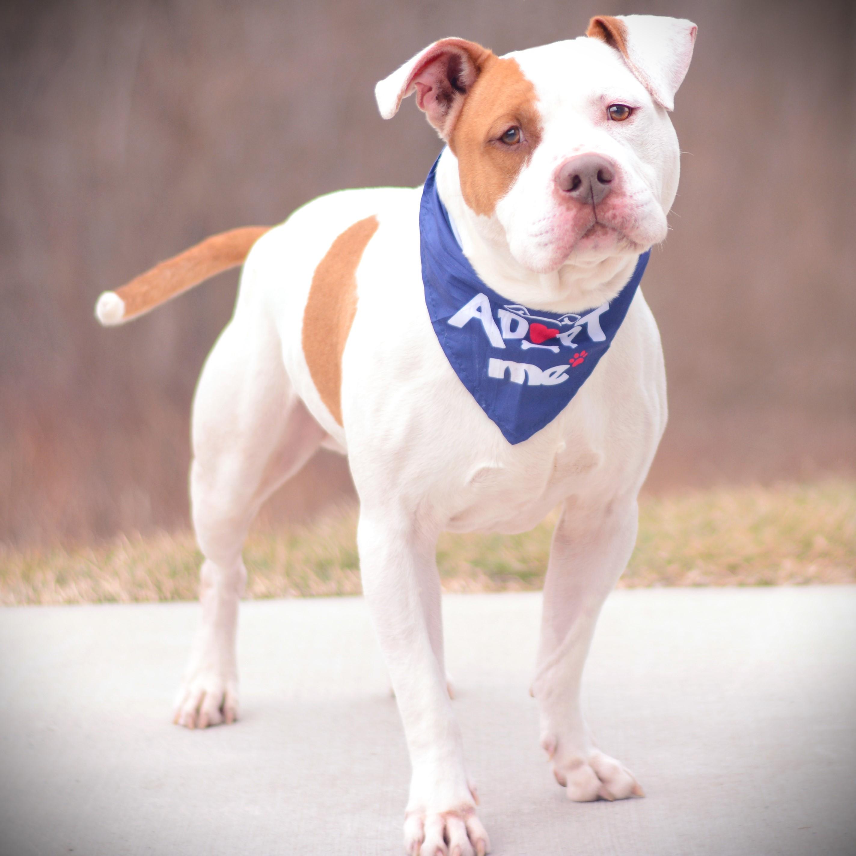 Enlarge Snowy, an adoptable mixed breed in Amsterdam, NY image 4/4