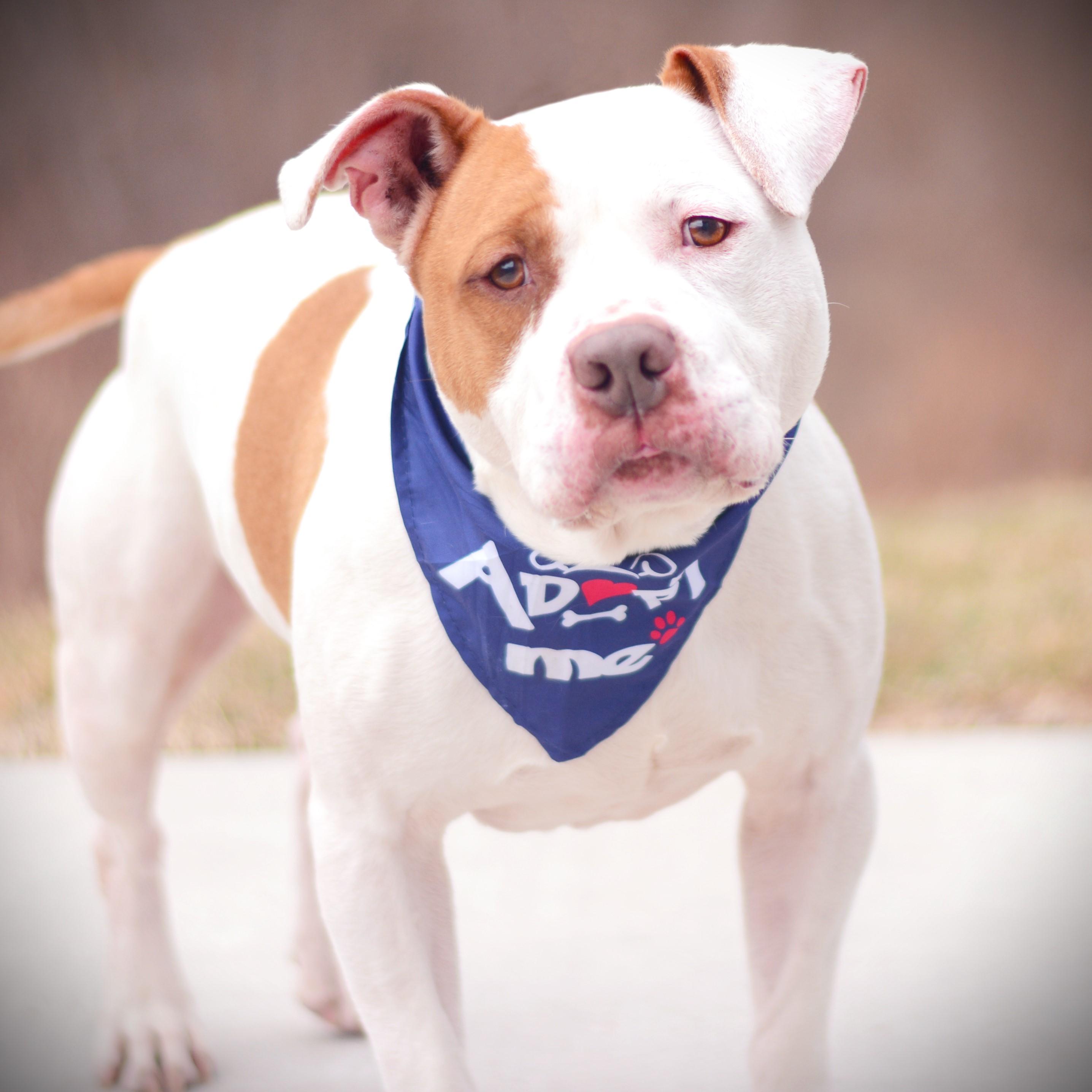 Enlarge Snowy, an adoptable mixed breed in Amsterdam, NY image 3/4