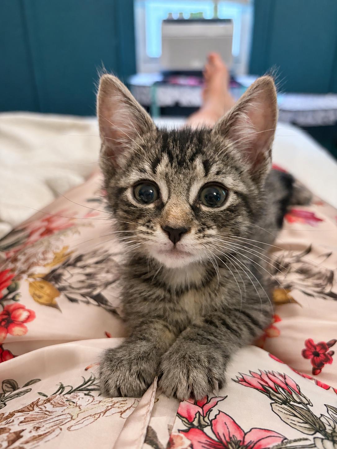 Enlarge Hugette, a Adopted Domestic Short Hair in Woonsocket, RI image 1/5