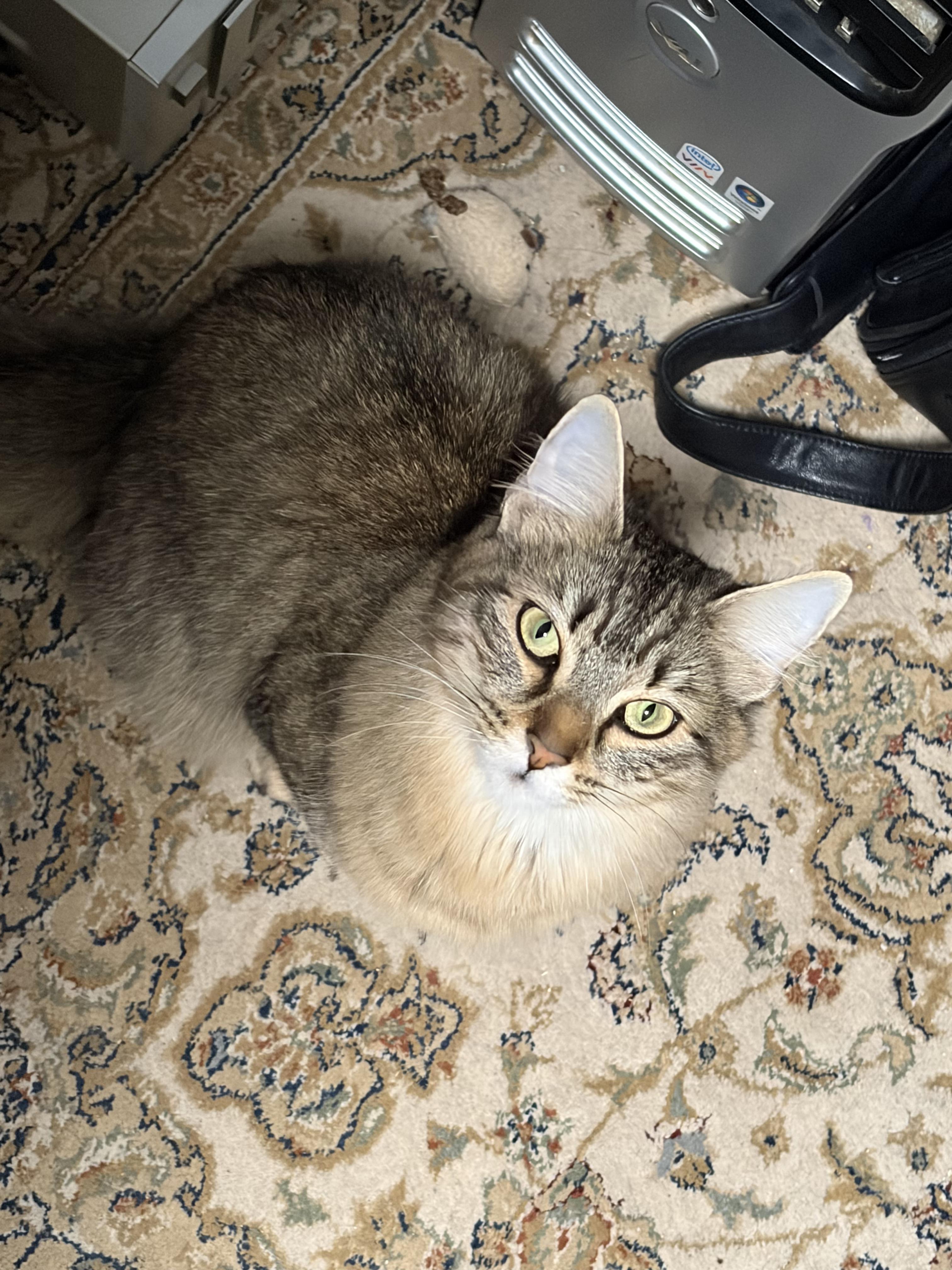 Laleh, a ADOPTABLE Domestic Long Hair in New Britain, CT image 2/6