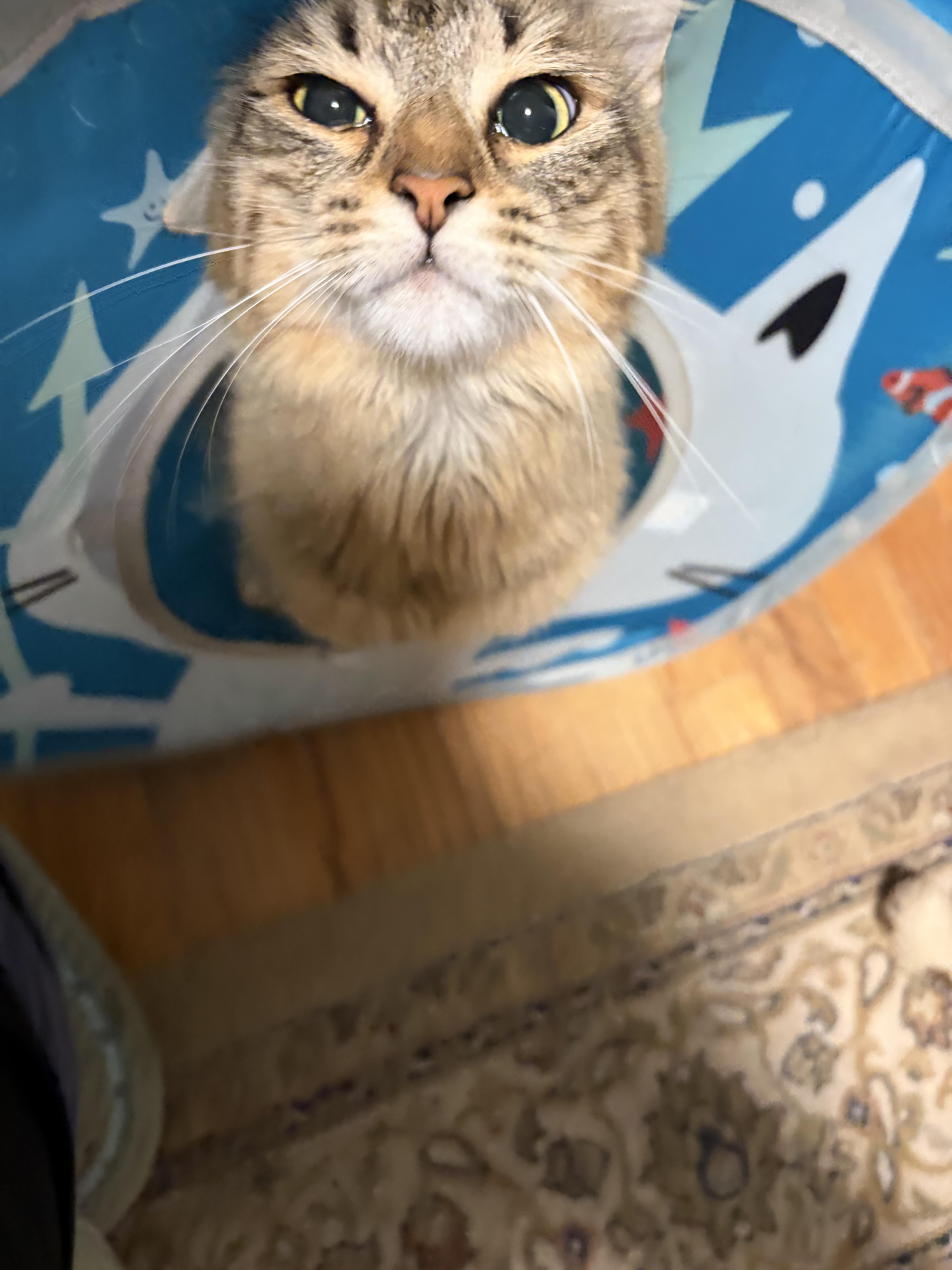 Laleh, a ADOPTABLE Domestic Long Hair in New Britain, CT image 4/6