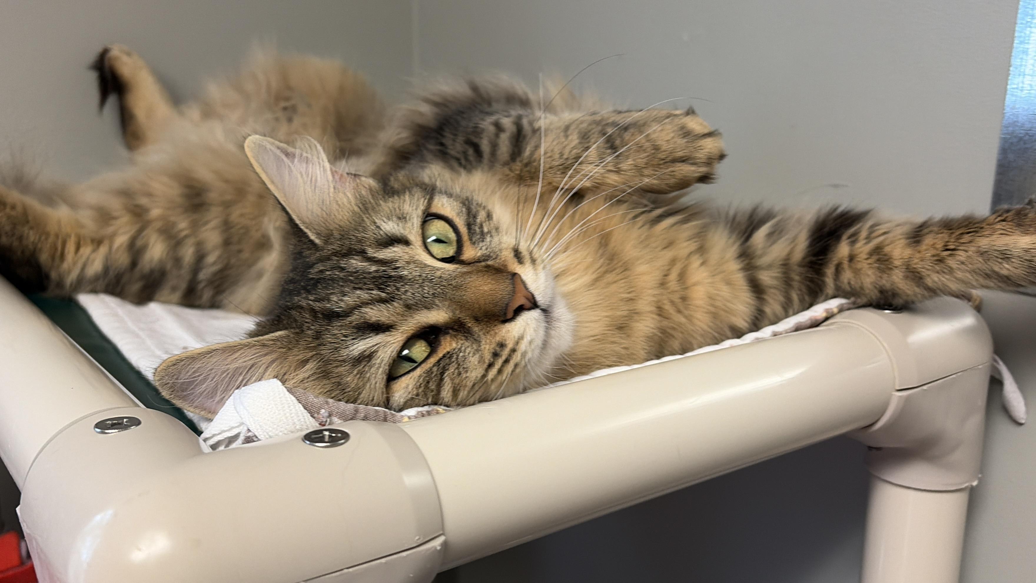 Laleh, a ADOPTABLE Domestic Long Hair in New Britain, CT image 1/6