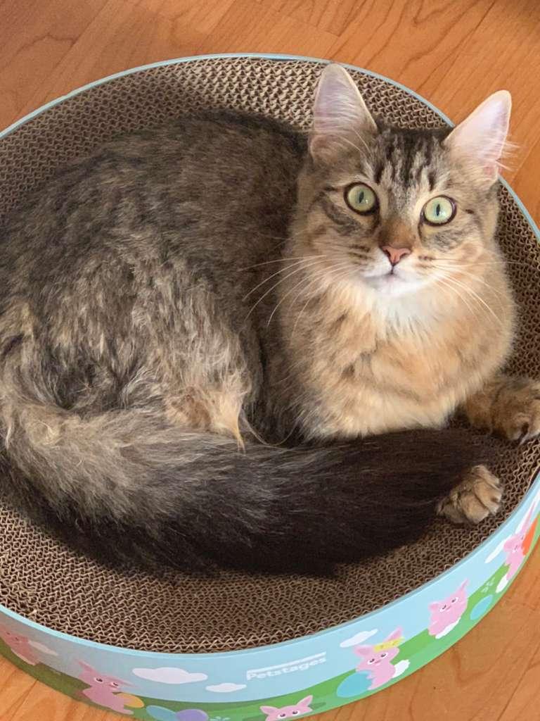 Laleh, a ADOPTABLE Domestic Long Hair in New Britain, CT image 3/6