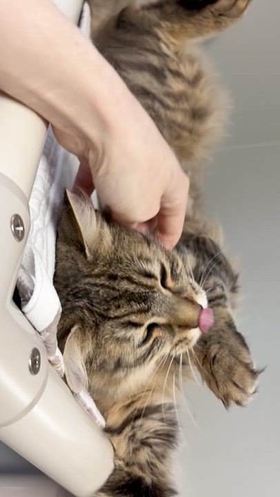 Enlarge Laleh, a ADOPTABLE Domestic Long Hair in New Britain, CT video 5/6