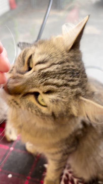 Enlarge Laleh, a ADOPTABLE Domestic Long Hair in New Britain, CT video 6/6