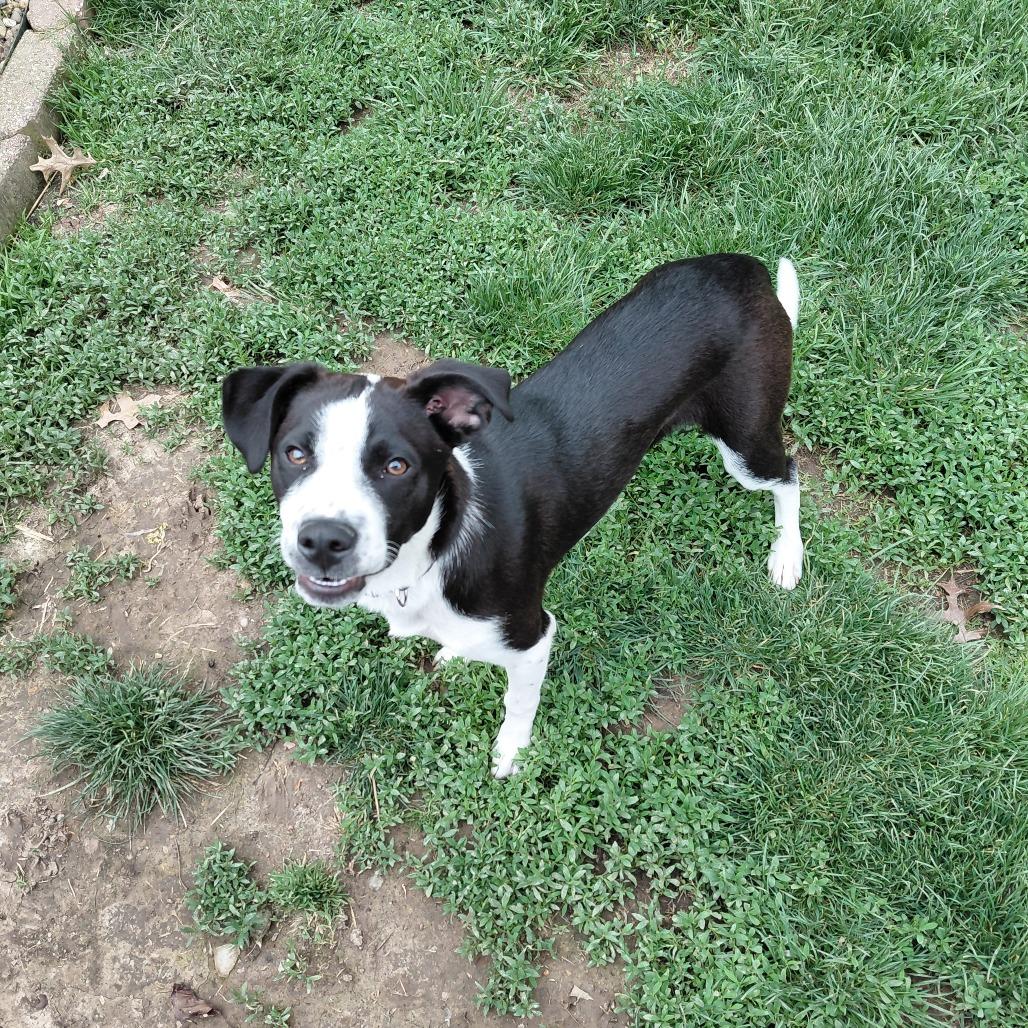 Finny, a ADOPTABLE Collie in Columbia, MO image 5/5