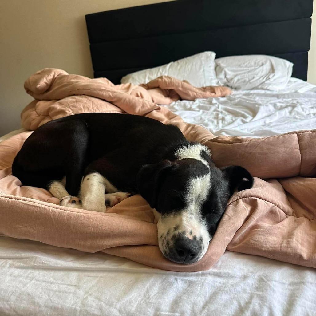 Finny, a ADOPTABLE Collie in Columbia, MO image 3/5