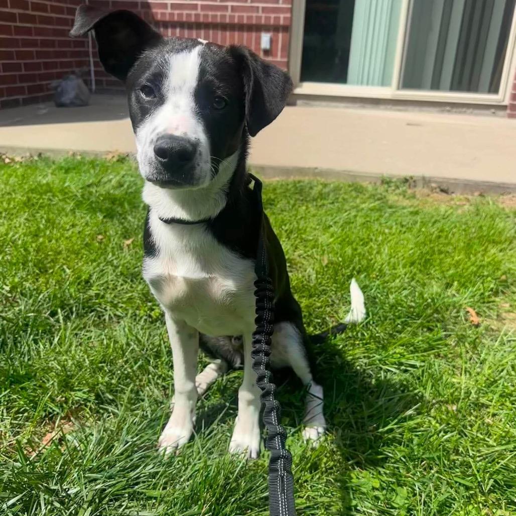 Finny, a ADOPTABLE Collie in Columbia, MO image 2/5