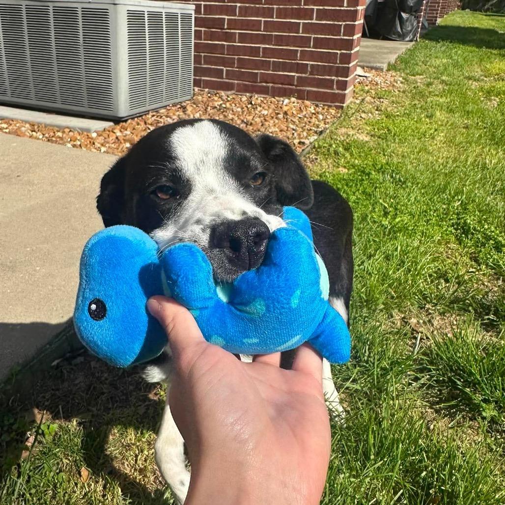 Finny, a ADOPTABLE Collie in Columbia, MO image 4/5