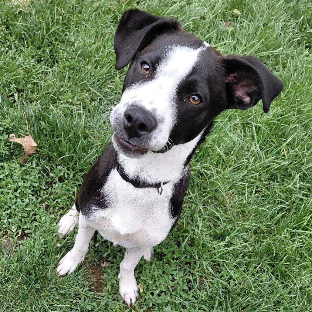 Finny, a ADOPTABLE Collie in Columbia, MO image 1/5