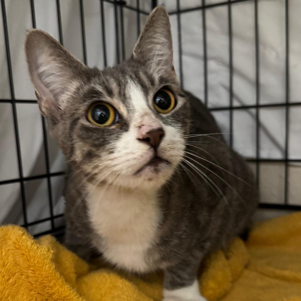 Thalora(C000-671) - City of Industry Location, Adoptable, Adult Female Domestic Short Hair.