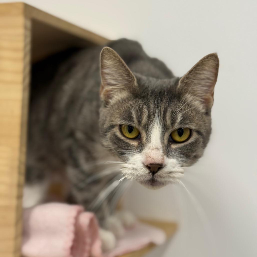 Enlarge Thalora(C000-671) - City of Industry Location, a Adoptable Domestic Short Hair in Chino Hills, CA image 2/4