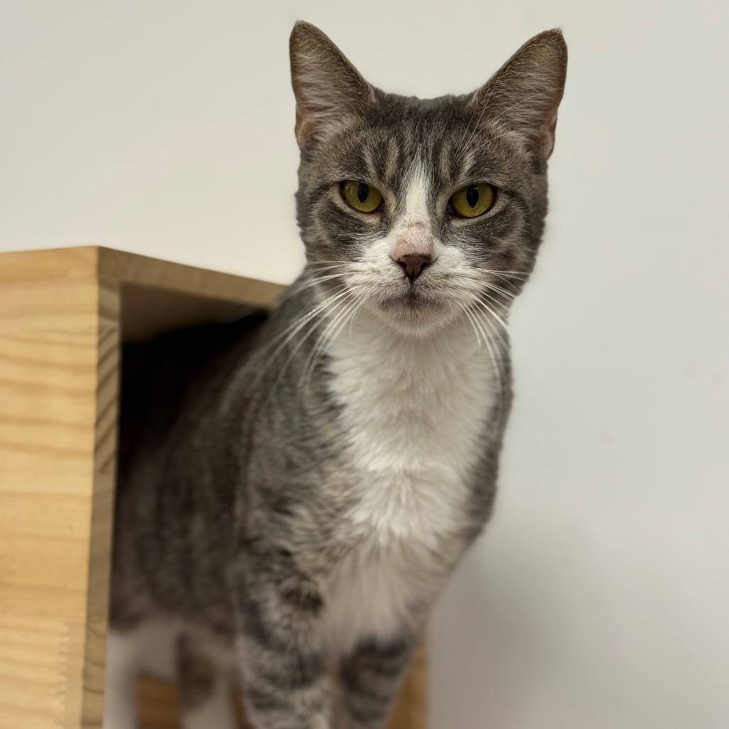 Enlarge Thalora(C000-671) - City of Industry Location, a Adoptable Domestic Short Hair in Chino Hills, CA image 4/4