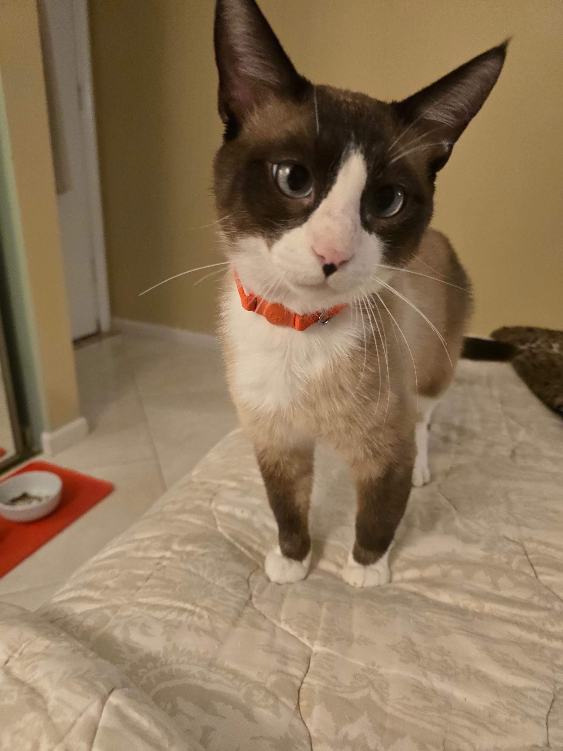 Uriel - Siamese Snowshoe Mix, an adoptable Siamese, Snowshoe in Boca Raton, FL, 33428 | Photo Image 1
