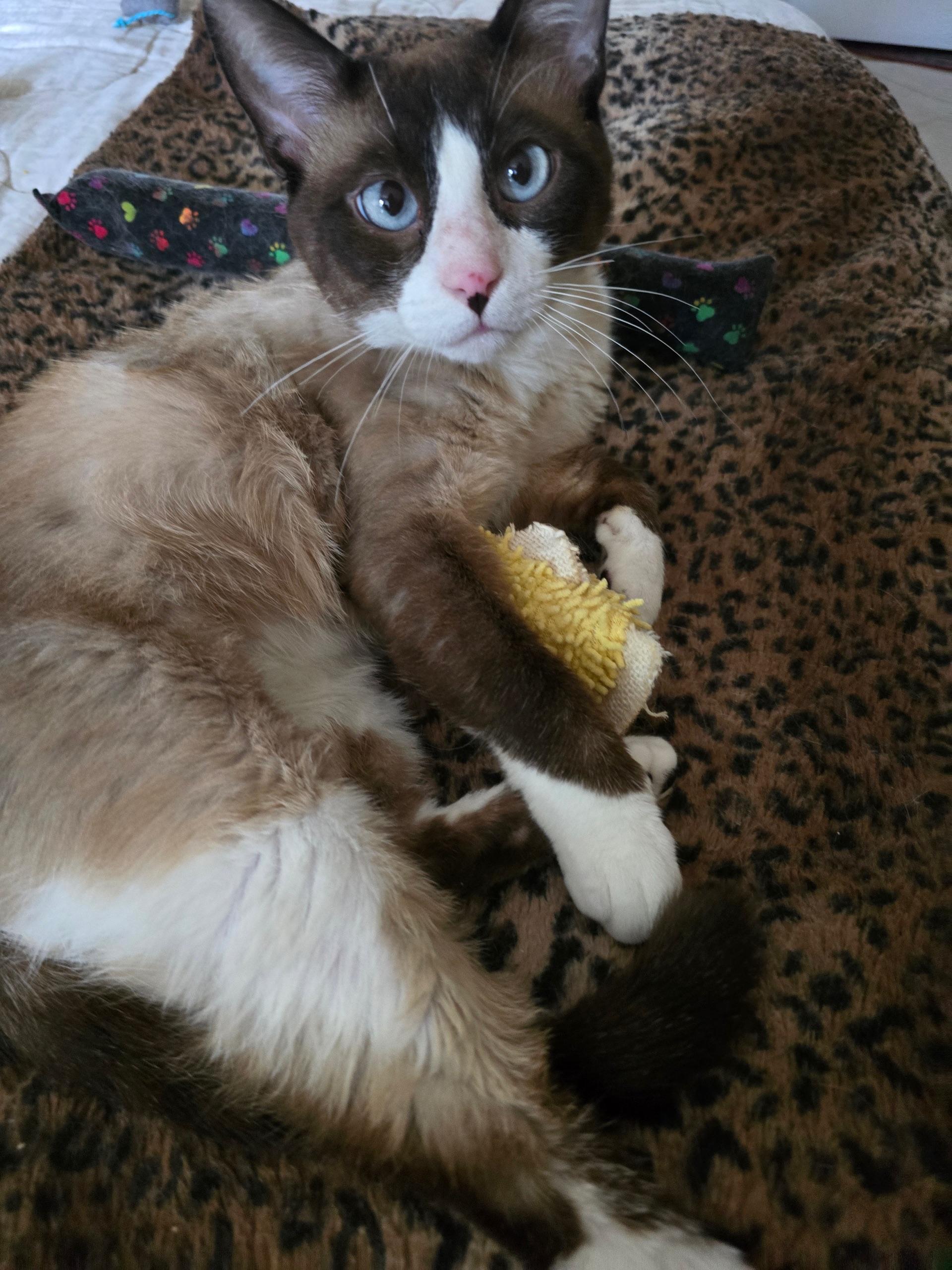 Uriel - Siamese Snowshoe Mix, an adoptable Siamese, Snowshoe in Boca Raton, FL, 33428 | Photo Image 5