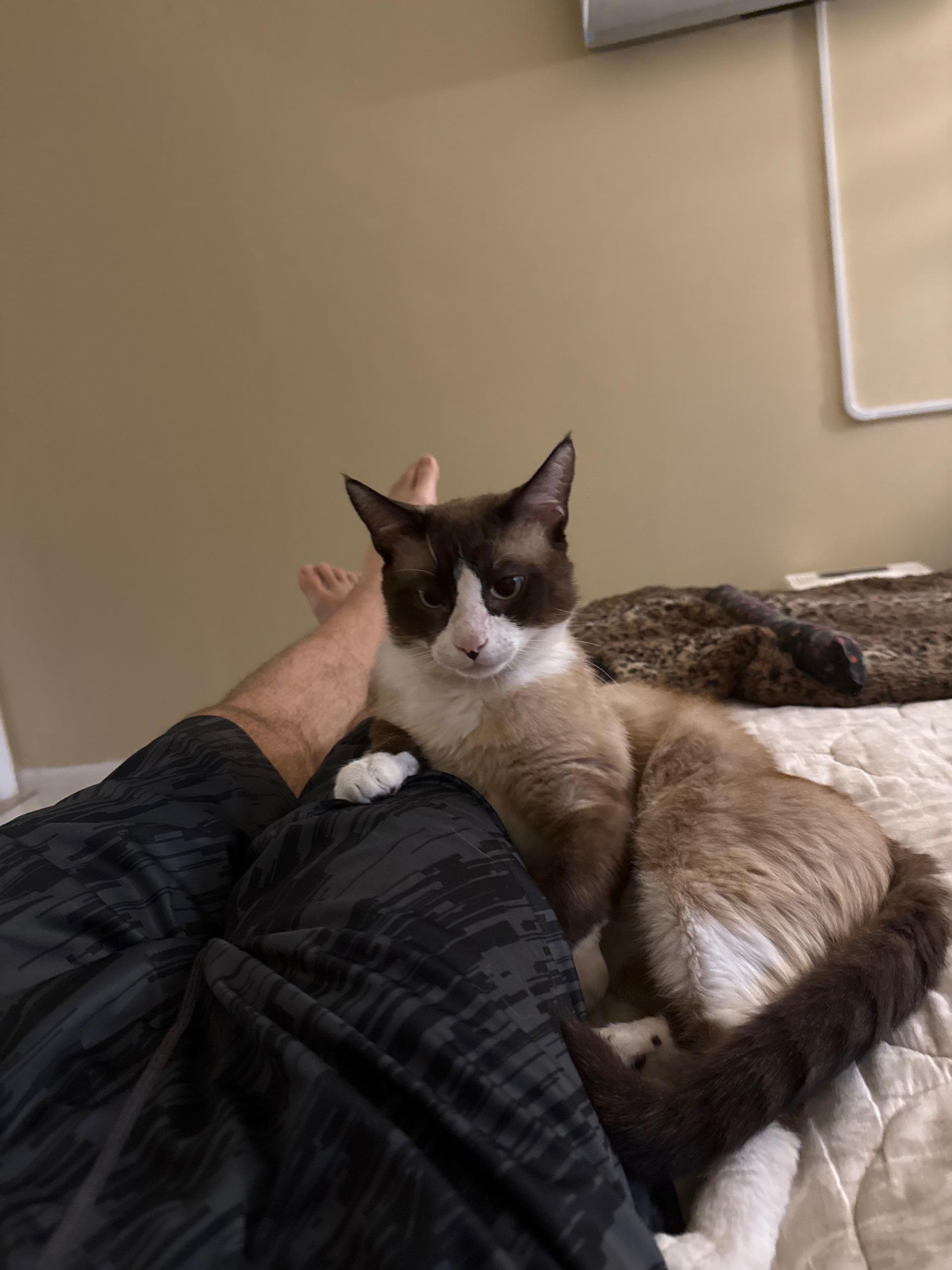 Uriel - Siamese Snowshoe Mix, an adoptable Siamese, Snowshoe in Boca Raton, FL, 33428 | Photo Image 3