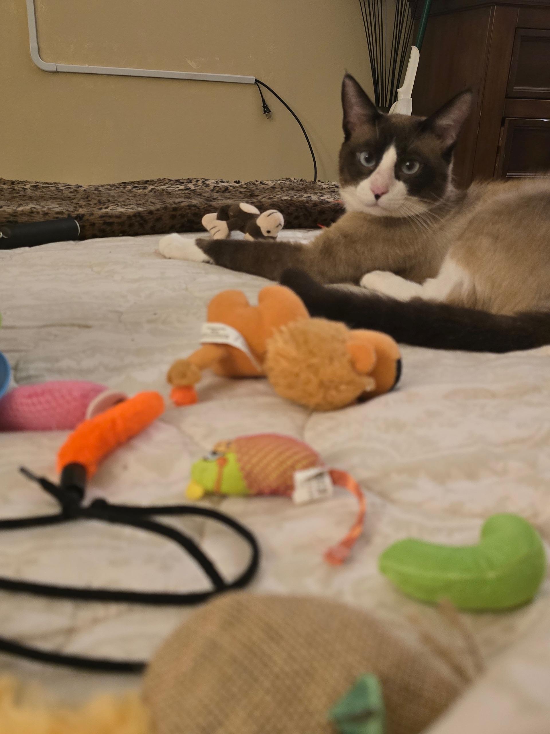 Uriel - Siamese Snowshoe Mix, an adoptable Siamese, Snowshoe in Boca Raton, FL, 33428 | Photo Image 2