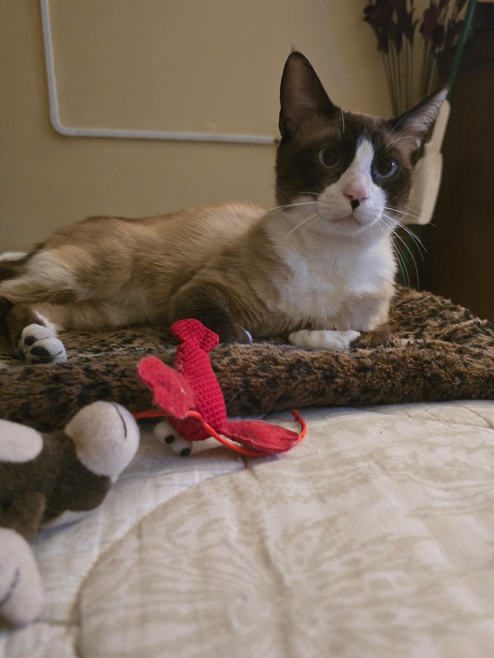 Uriel - Siamese Snowshoe Mix, an adoptable Siamese, Snowshoe in Boca Raton, FL, 33428 | Photo Image 4