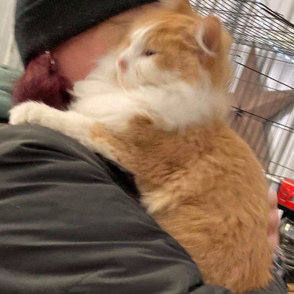 Enlarge Foxy, a Adoptable mixed breed in Grand Rapids, MN image 2/4