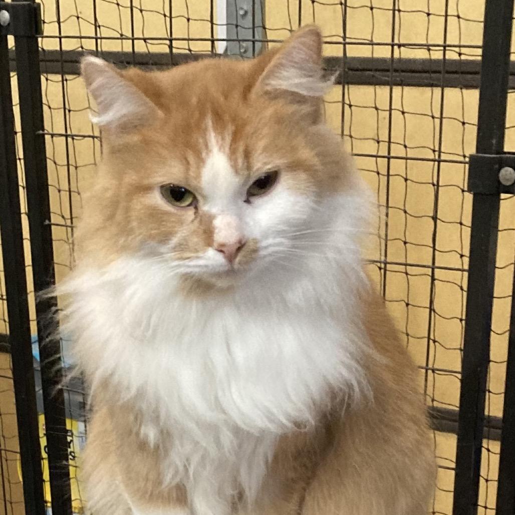 Foxy, Adoptable, Adult Female Domestic Long Hair.