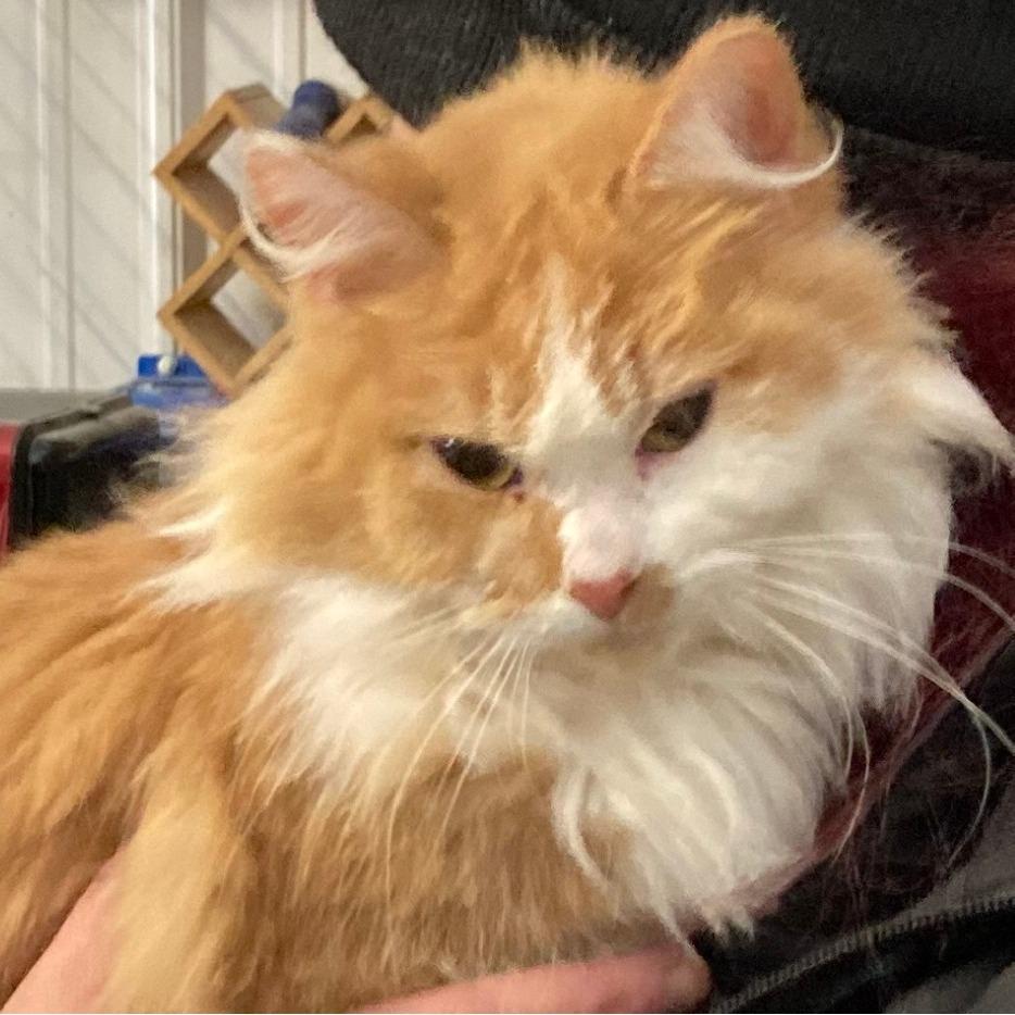 Foxy — thumbnail 4