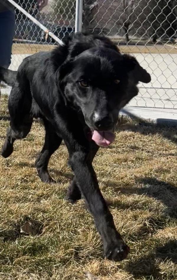 Enlarge Uno 45831, a Adoptable mixed breed in Pocatello, ID image 4/4