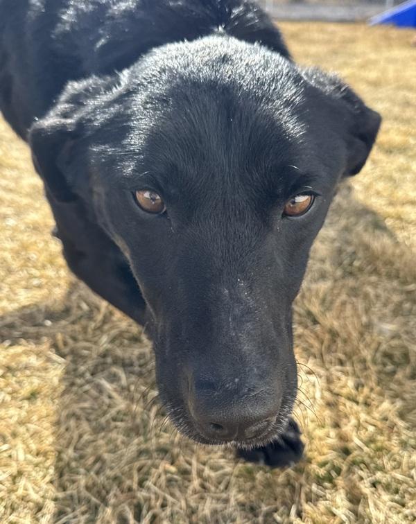 Enlarge Uno 45831, a Adoptable mixed breed in Pocatello, ID image 3/4