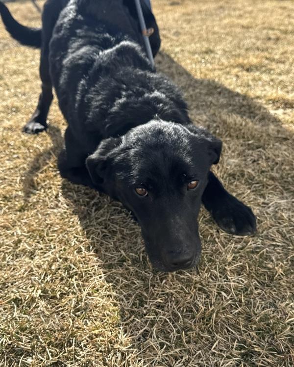 Enlarge Uno 45831, a Adoptable mixed breed in Pocatello, ID image 2/4