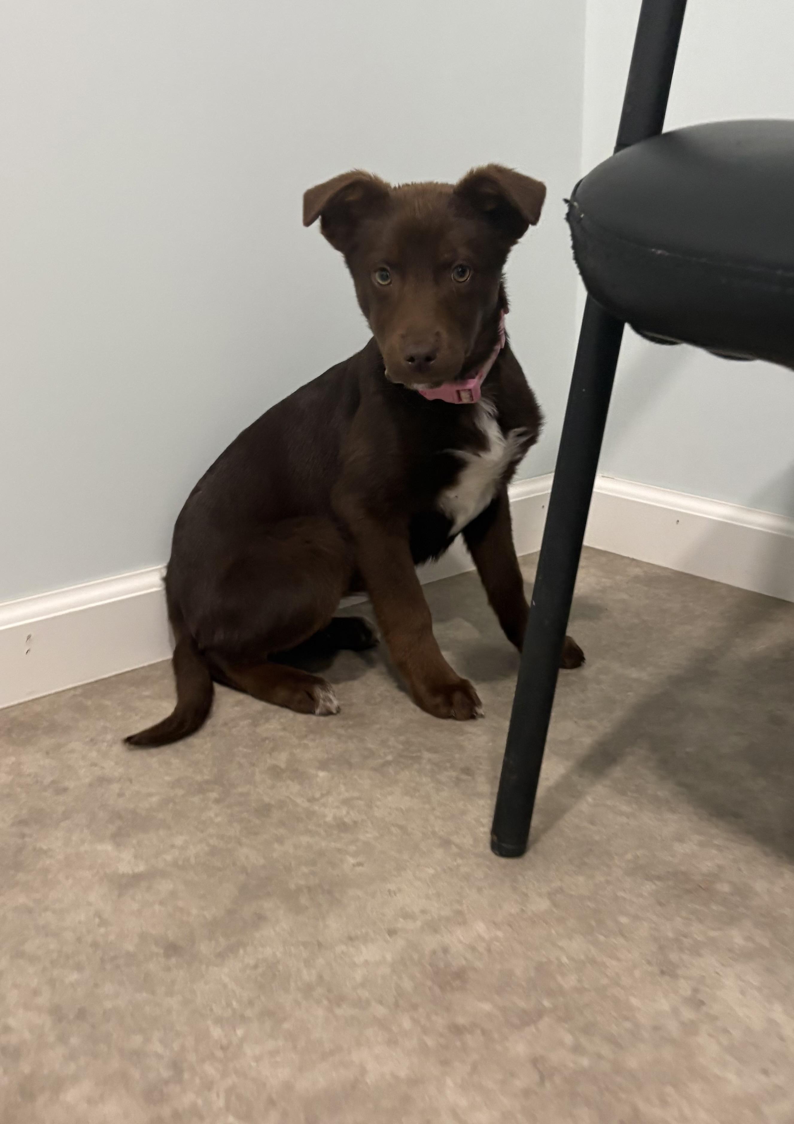 Enlarge Ricotta, a ADOPTABLE mixed breed in Grant, NE image 3/4