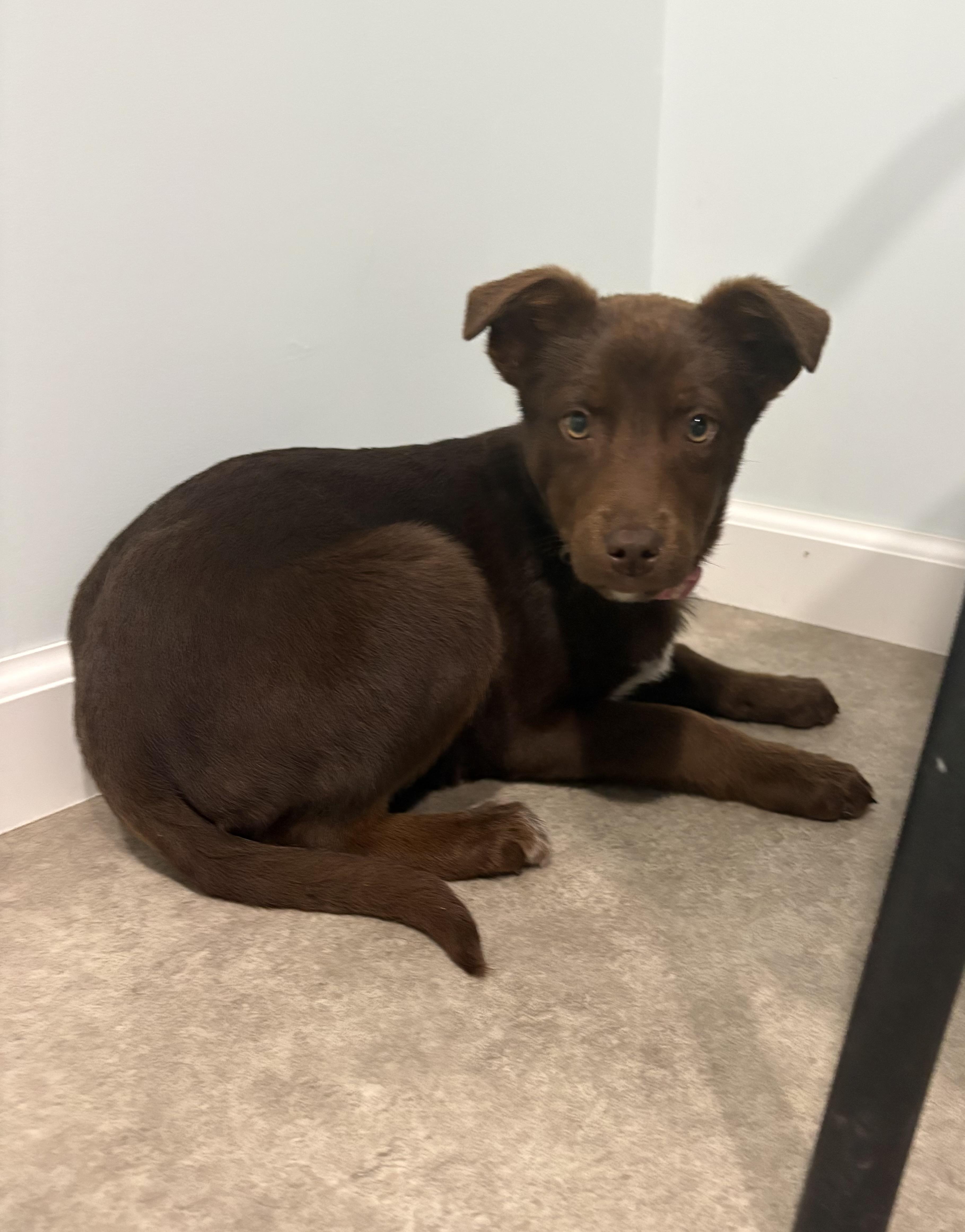 Enlarge Ricotta, a ADOPTABLE mixed breed in Grant, NE image 2/4