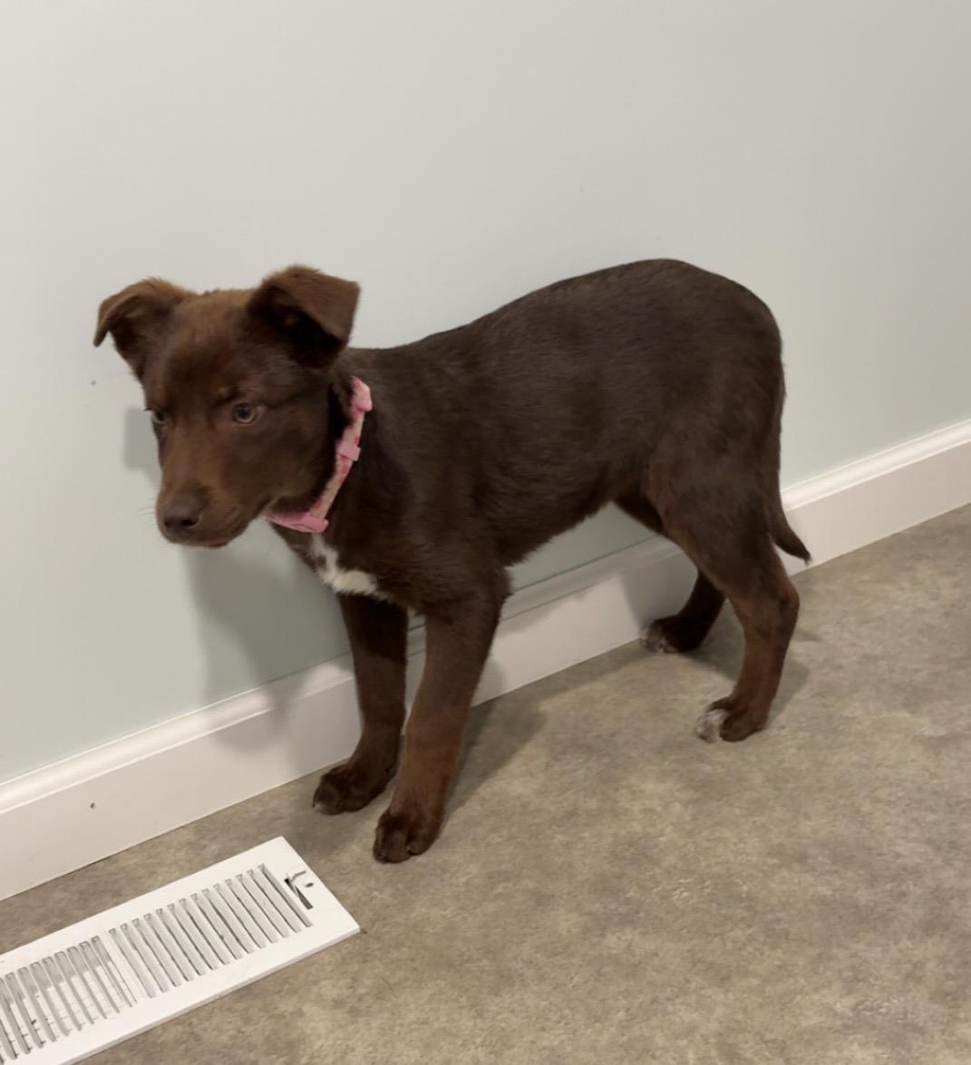 Enlarge Ricotta, a ADOPTABLE mixed breed in Grant, NE image 4/4