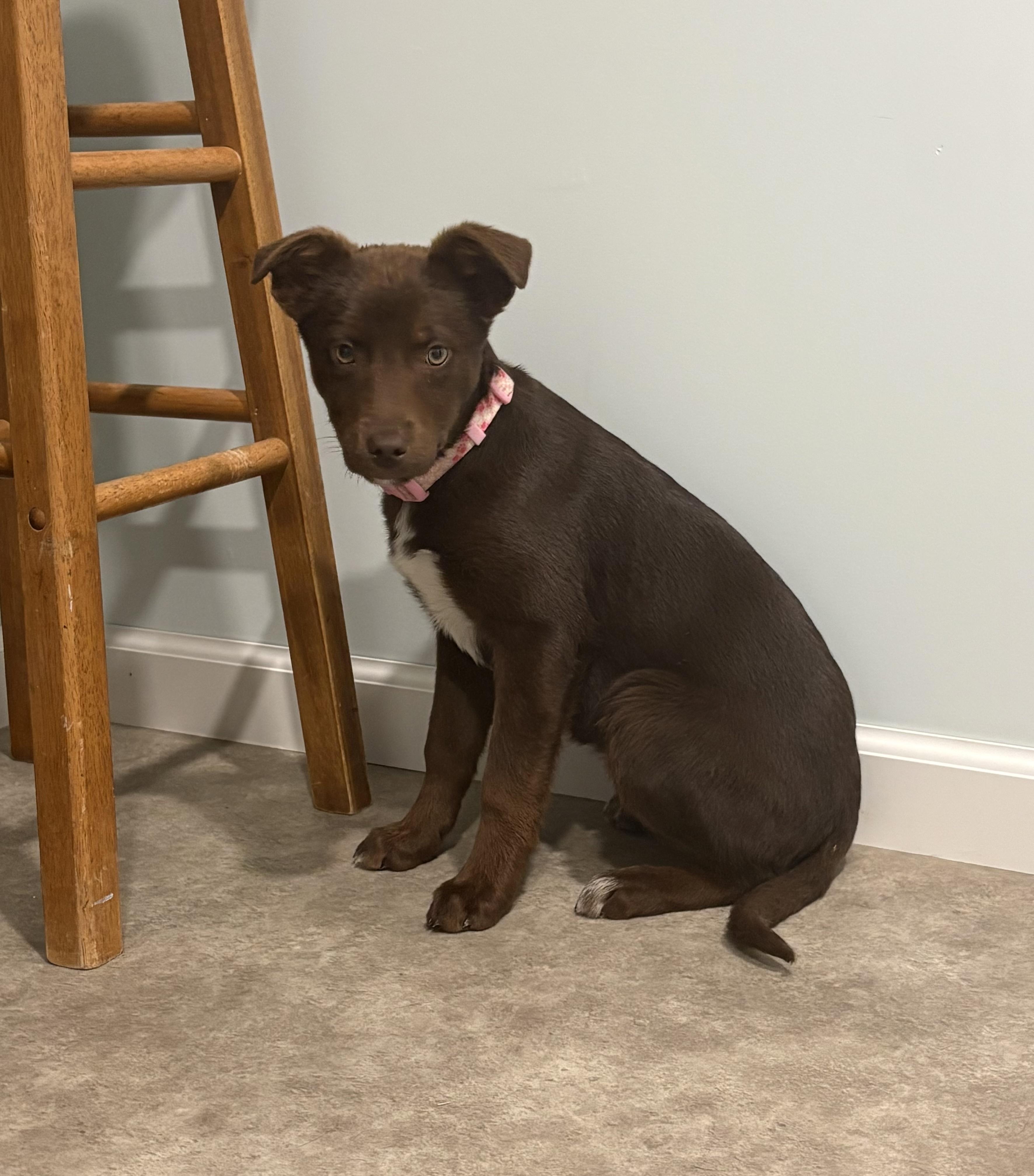 Ricotta, ADOPTABLE, Puppy Female Labrador Retriever & Catahoula Leopard Dog.