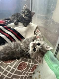Enlarge Bunny, a ADOPTABLE Domestic Long Hair in Suffolk, VA image 3/6