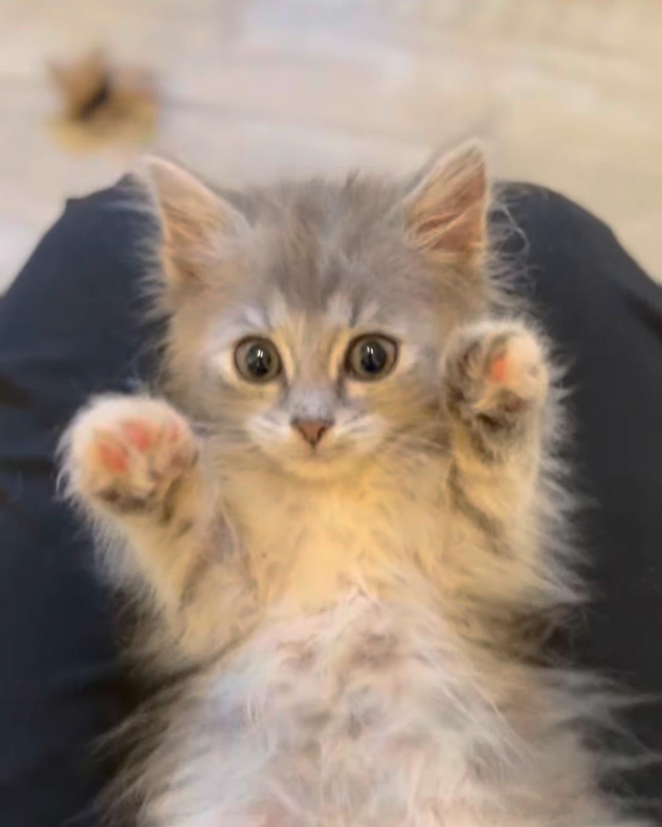 Bunny, ADOPTABLE, Kitten Female Domestic Long Hair.