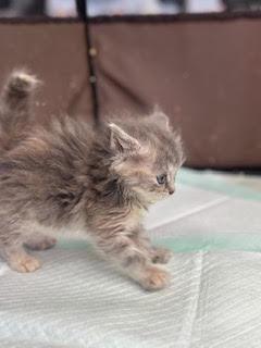 Enlarge Bunny, a ADOPTABLE Domestic Long Hair in Suffolk, VA image 2/6
