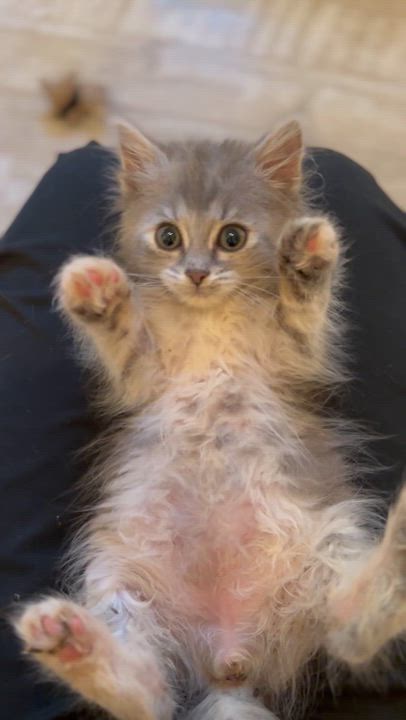 Enlarge Bunny, a ADOPTABLE Domestic Long Hair in Suffolk, VA video 5/6