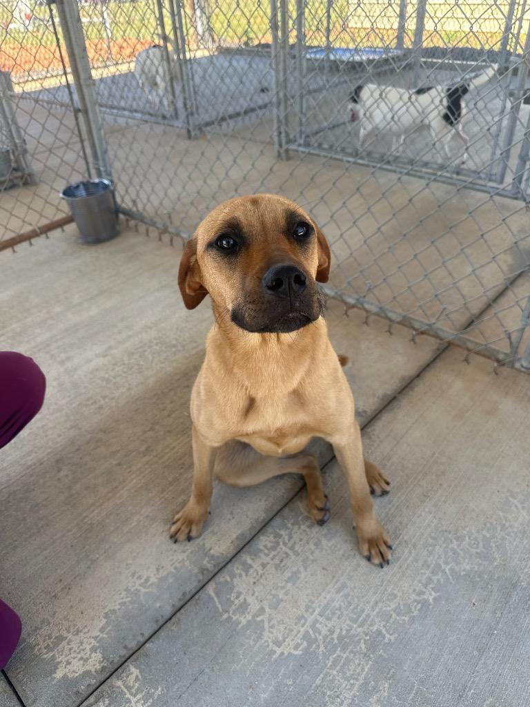 Red, Adoptable, Puppy Female Mixed Breed.