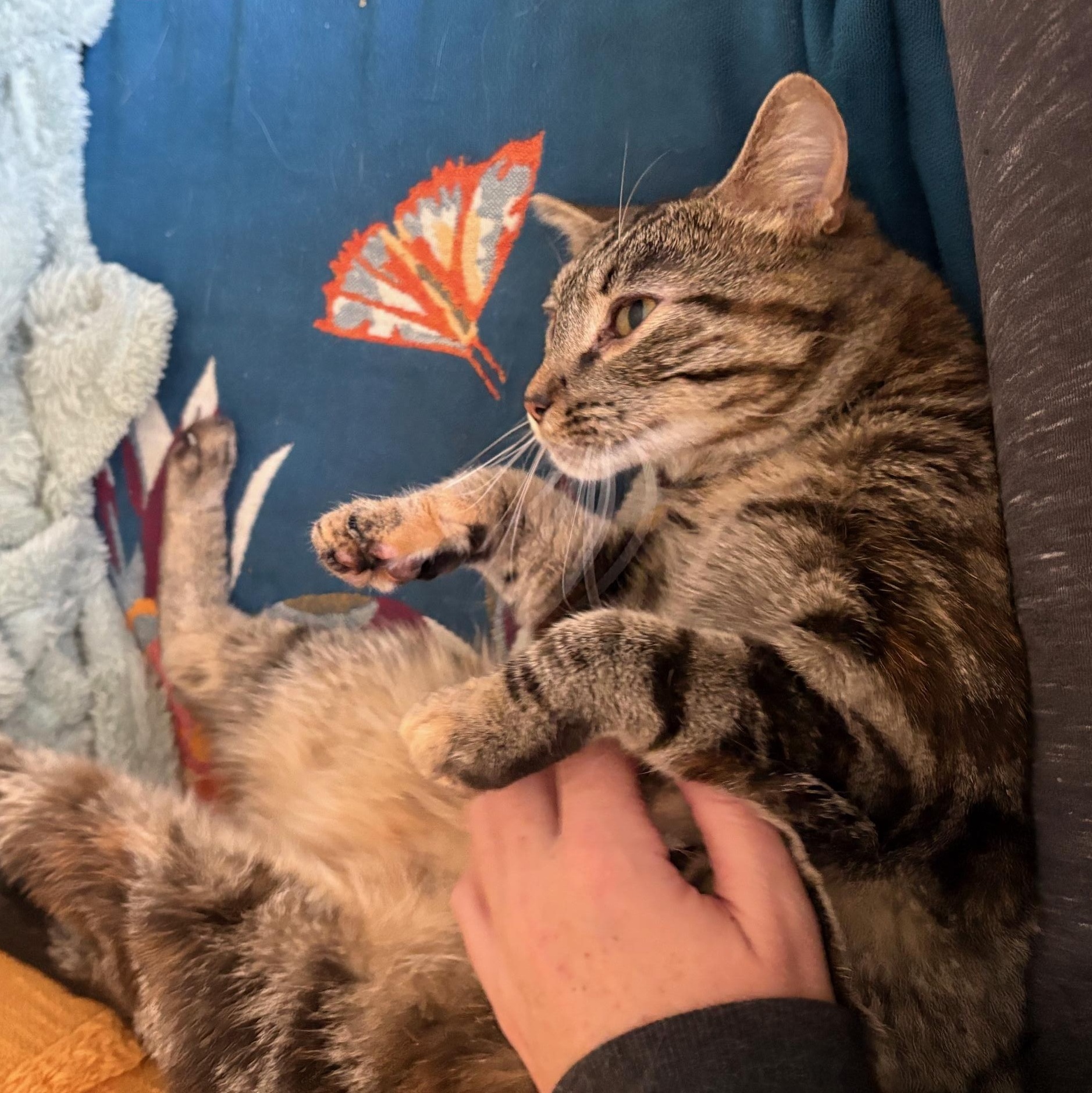 Suzie Q. ***Sweet & Loving *** @ Livonia PetSmart, a Adoptable Tabby in Livonia, MI image 4/6