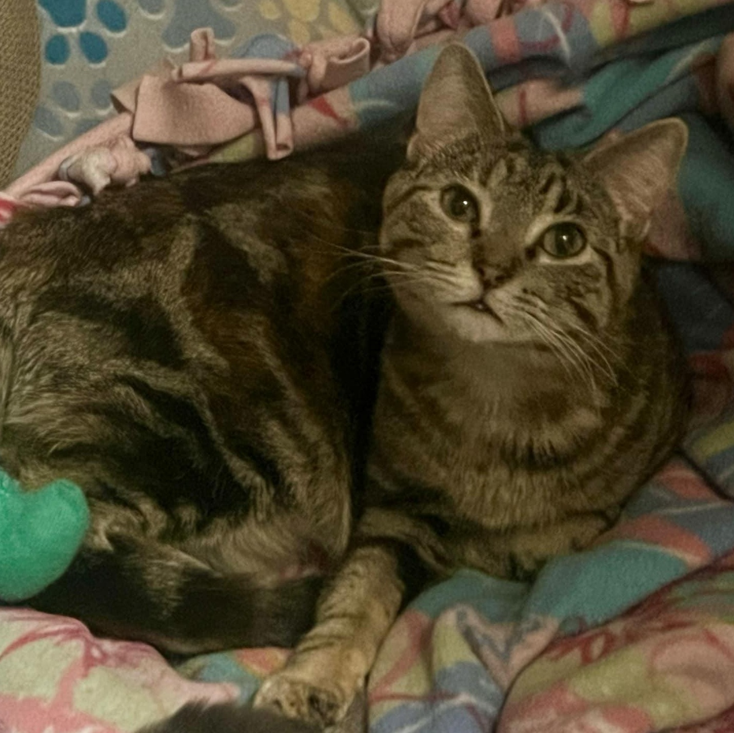 Suzie Q. ***Sweet & Loving ***