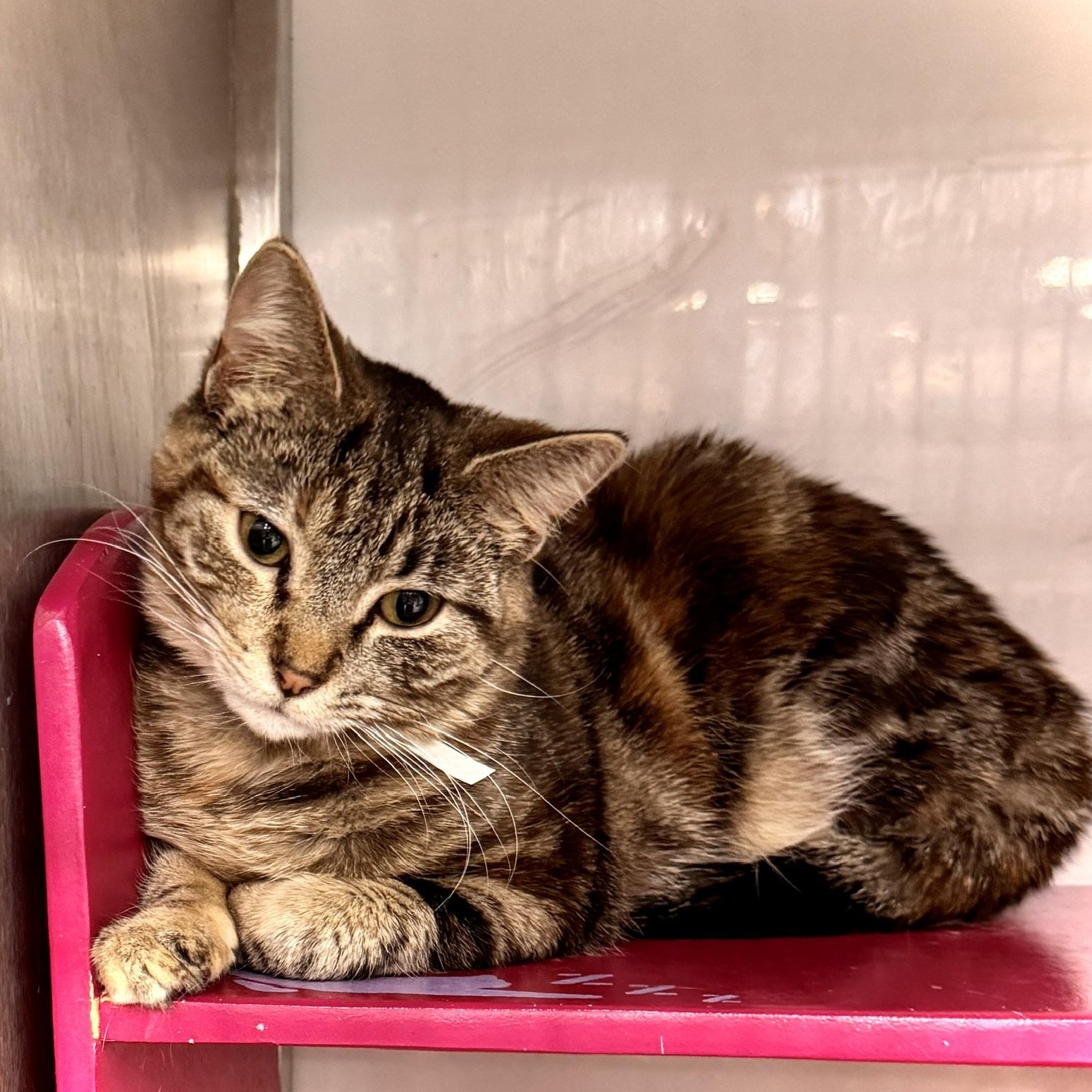 Suzie Q. ***Sweet & Loving ***